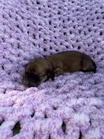 Daisy, a female Miniature Dachshund for sale in Wapanucka, OK – Photo 1 of 3