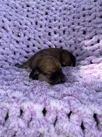 Daisy, a female Miniature Dachshund for sale in Wapanucka, OK – Photo 3 of 3