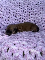 Daisy, a female Miniature Dachshund for sale in Wapanucka, OK – Photo 2 of 3