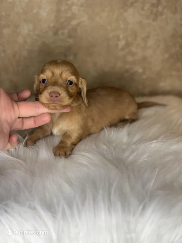 Benny  – Miniature Dachshund puppy for sale in Wapanucka, OK