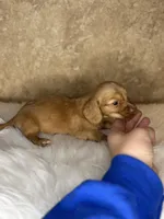 Benny , a male Miniature Dachshund for sale in Wapanucka, OK – Photo 2 of 3