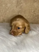 Benny , a male Miniature Dachshund for sale in Wapanucka, OK – Photo 3 of 3