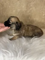 Bacardi , a female Miniature Dachshund for sale in Wapanucka, OK – Photo 2 of 2