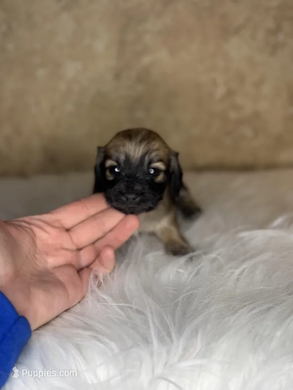 Bacardi  – Miniature Dachshund puppy for sale in Wapanucka, OK