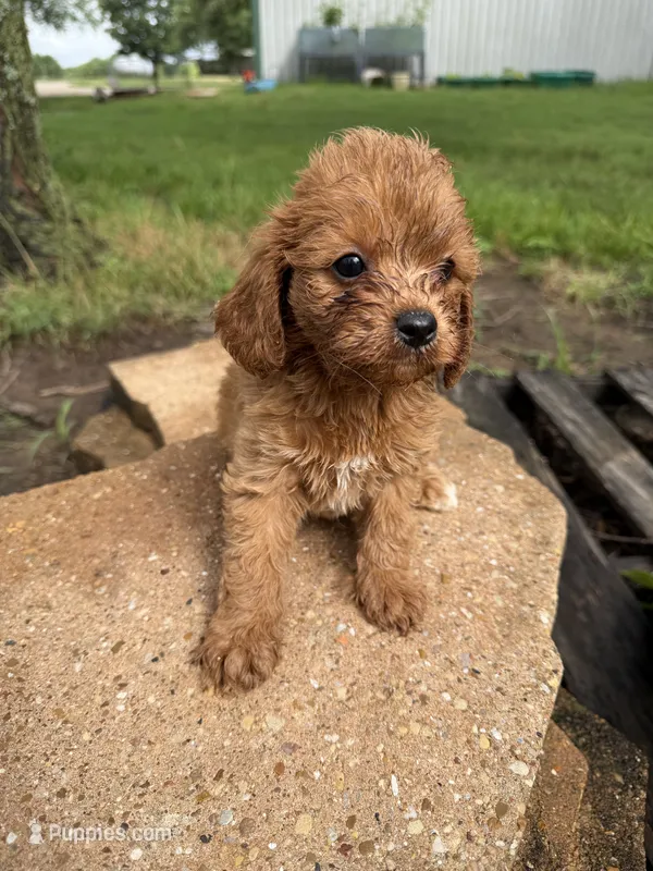 Sparky  – Cavapoo puppy for sale in Wapanucka, OK