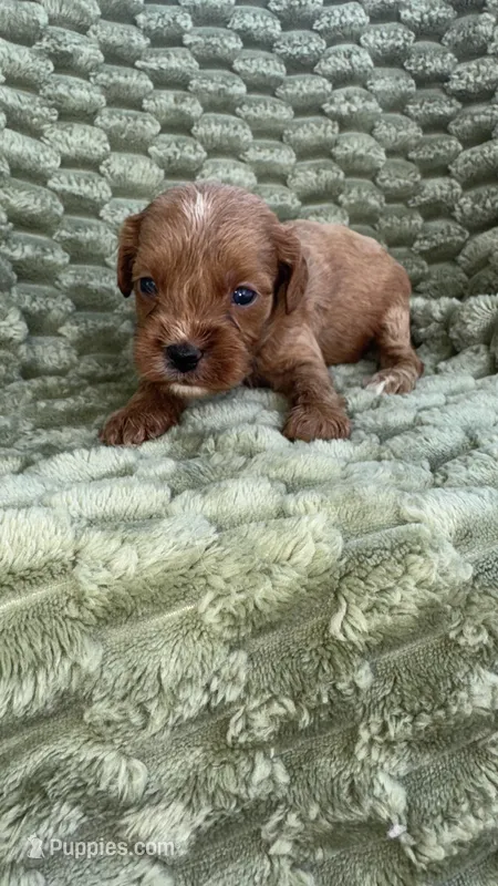 Laker – Cavapoo puppy for sale in Wapanucka, OK