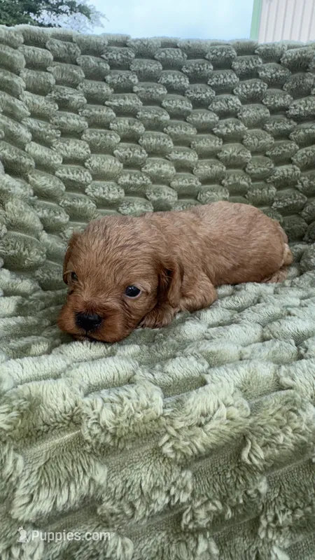 Lennox – Cavapoo puppy for sale in Wapanucka, OK