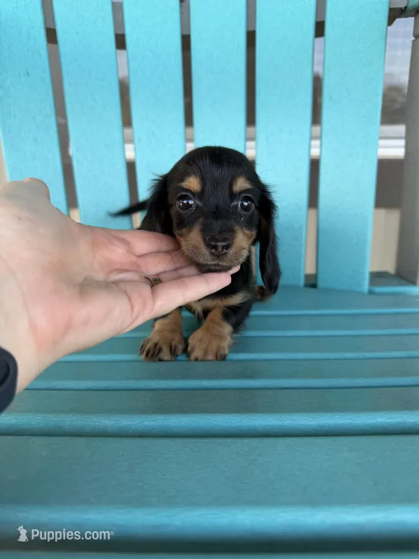 Sadie – Miniature Dachshund puppy for sale in Wapanucka, OK