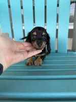 Sadie, a female Miniature Dachshund for sale in Wapanucka, OK – 1 of 1