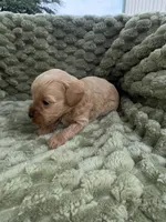 George, a male Cavapoo for sale in Wapanucka, OK – Photo 2 of 2