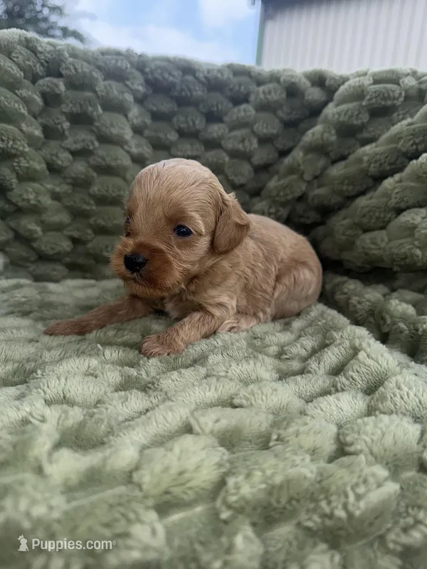 George – Cavapoo puppy for sale in Wapanucka, OK