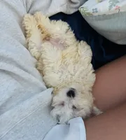 Maya 🤍 , a female Bichon Frise and Poodle - Toy  for sale in Edison, NJ – 2 of 4
