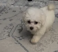 Maya 🤍 , a female Bichon Frise and Poodle - Toy  for sale in Edison, NJ – 1 of 4
