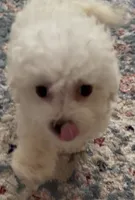 Maya 🤍 , a female Bichon Frise and Poodle - Toy  for sale in Edison, NJ – 3 of 4