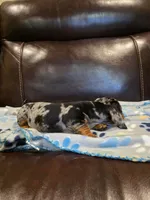 Mabel, a female Dachshund for sale in Mansfield, TX – 3 of 6