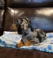 Mabel, a female Dachshund for sale in Mansfield, TX – 5 of 6