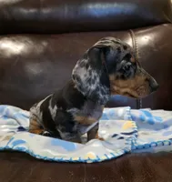 Mabel, a female Dachshund for sale in Mansfield, TX – 2 of 6