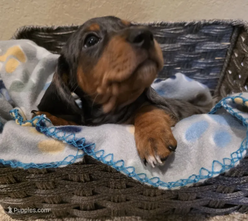 Dewy – Dachshund puppy for sale in Mansfield, TX
