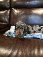 Mabel, a female Dachshund for sale in Mansfield, TX – 4 of 6