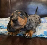 Dewy, a female Dachshund for sale in Mansfield, TX – 3 of 5