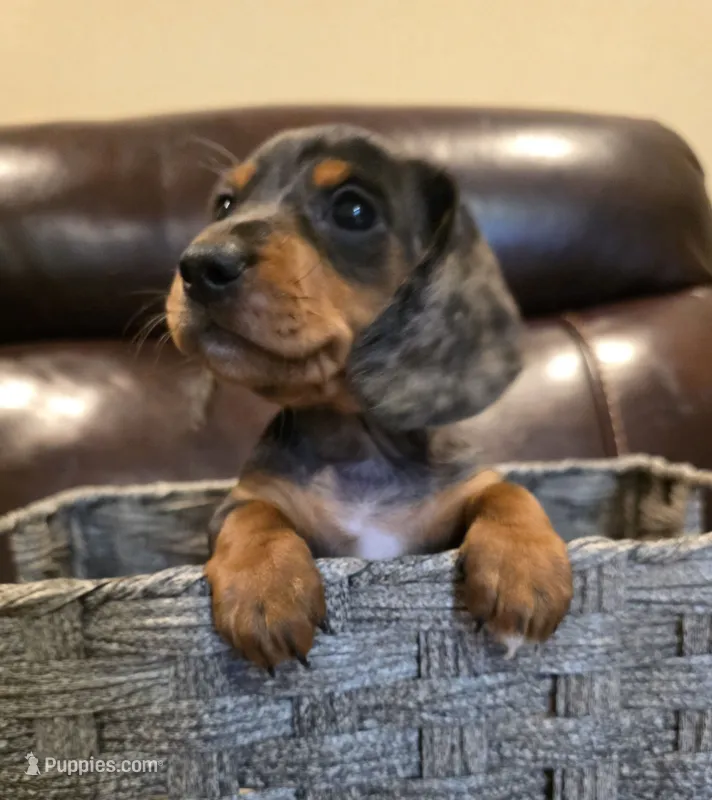 Mabel – Dachshund puppy for sale in Mansfield, TX