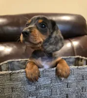 Mabel, a female Dachshund for sale in Mansfield, TX – 1 of 6