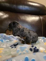 Dewy, a female Dachshund for sale in Mansfield, TX – 4 of 5
