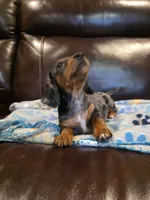 Dewy, a female Dachshund for sale in Mansfield, TX – 5 of 5