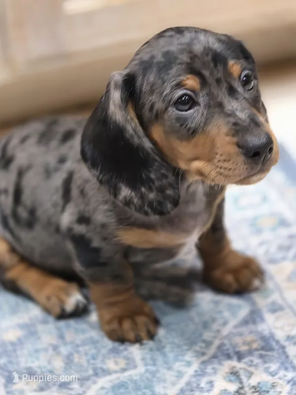 Dewy – Dachshund puppy for sale in Mansfield, TX