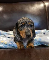 Mabel, a female Dachshund for sale in Mansfield, TX – 6 of 6