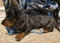 Dewy, a female Dachshund for sale in Mansfield, TX – 2 of 5