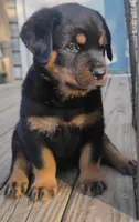 Female # 3, a female Rottweiler for sale in Fredericksburg, IN – Photo 10 of 10