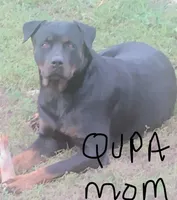 Female # 3, a female Rottweiler for sale in Fredericksburg, IN – Photo 4 of 10