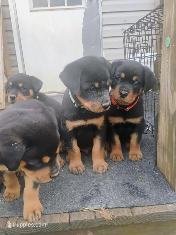 Female # 3 – Rottweiler puppy for sale in Fredericksburg, IN