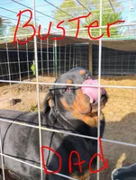 Female # 3, a female Rottweiler for sale in Fredericksburg, IN – Photo 5 of 10