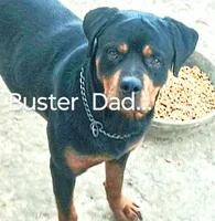 Female # 3, a female Rottweiler for sale in Fredericksburg, IN – Photo 6 of 10