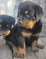 Female # 3, a female Rottweiler for sale in Fredericksburg, IN – Photo 2 of 10