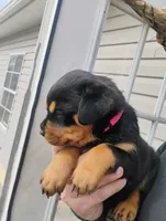 Female #5, a female Rottweiler for sale in Fredericksburg, IN – Photo 4 of 6
