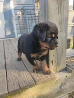 Boss Black, a male Rottweiler for sale in Fredericksburg, IN – Photo 7 of 10
