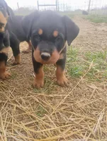 Female #5, a female Rottweiler for sale in Fredericksburg, IN – Photo 6 of 6