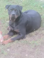 Female #5, a female Rottweiler for sale in Fredericksburg, IN – Photo 3 of 6