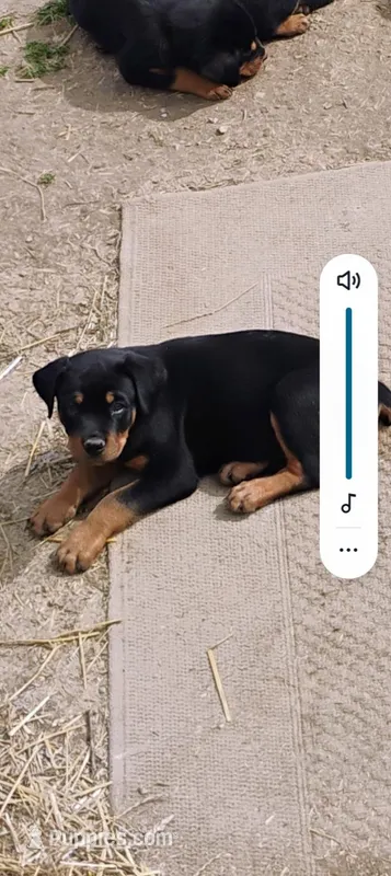 Female #5 – Rottweiler puppy for sale in Fredericksburg, IN