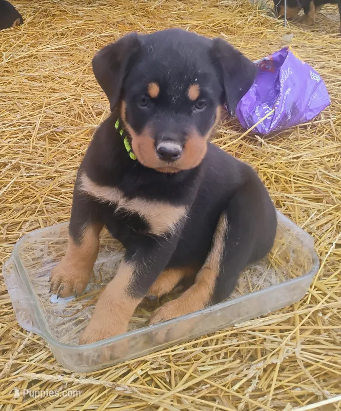 Female #5 – Rottweiler puppy for sale in Fredericksburg, IN