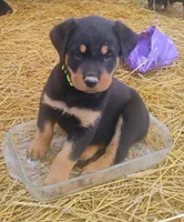 Female #5, a female Rottweiler for sale in Fredericksburg, IN – Photo 1 of 6