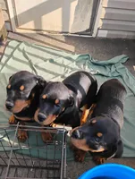 Female #5, a female Rottweiler for sale in Fredericksburg, IN – Photo 7 of 10