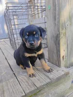 Boss Black, a male Rottweiler for sale in Fredericksburg, IN – Photo 10 of 10