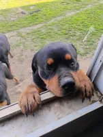 Female #5, a female Rottweiler for sale in Fredericksburg, IN – Photo 9 of 10