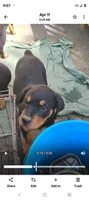Female #5, a female Rottweiler for sale in Fredericksburg, IN – Photo 6 of 10