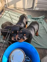 Female #5, a female Rottweiler for sale in Fredericksburg, IN – Photo 8 of 10