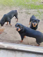 Female #5, a female Rottweiler for sale in Fredericksburg, IN – Photo 8 of 10